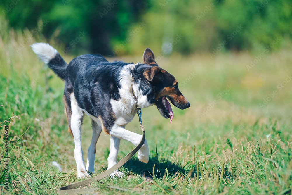 joyful mongrel dog from the shelter on a walk