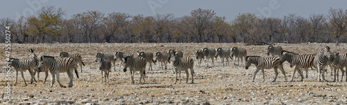 Zebras in Rietfontein © Willy