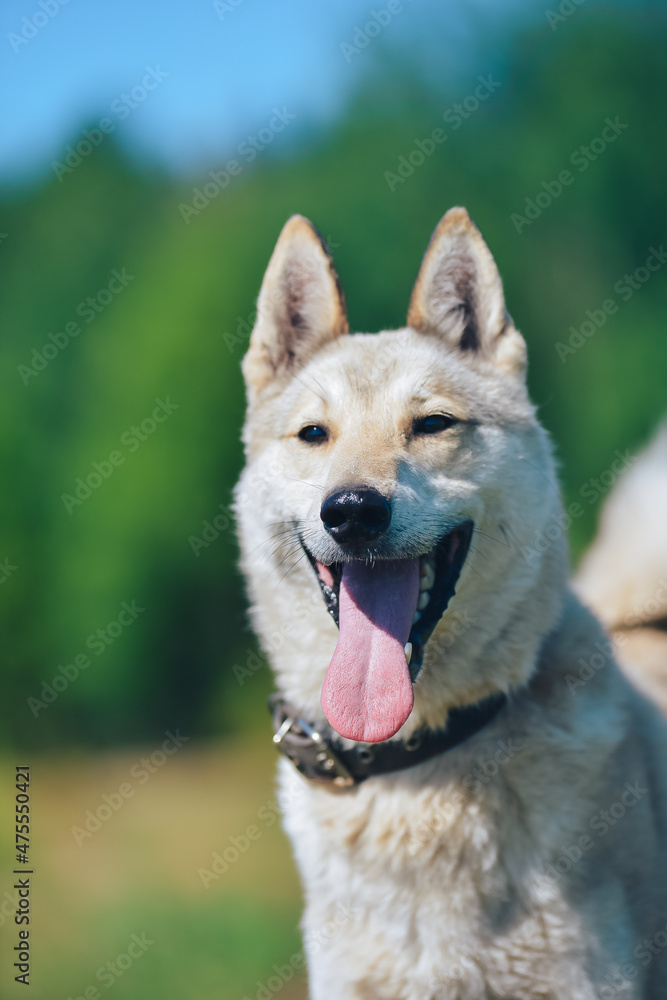 a white dog of the laika breed on a walk in the summer in the field