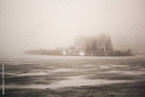 fog in the forest