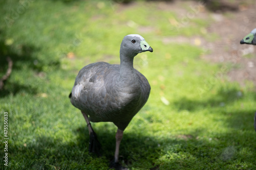Fototapeta Cape barren goose on green grass