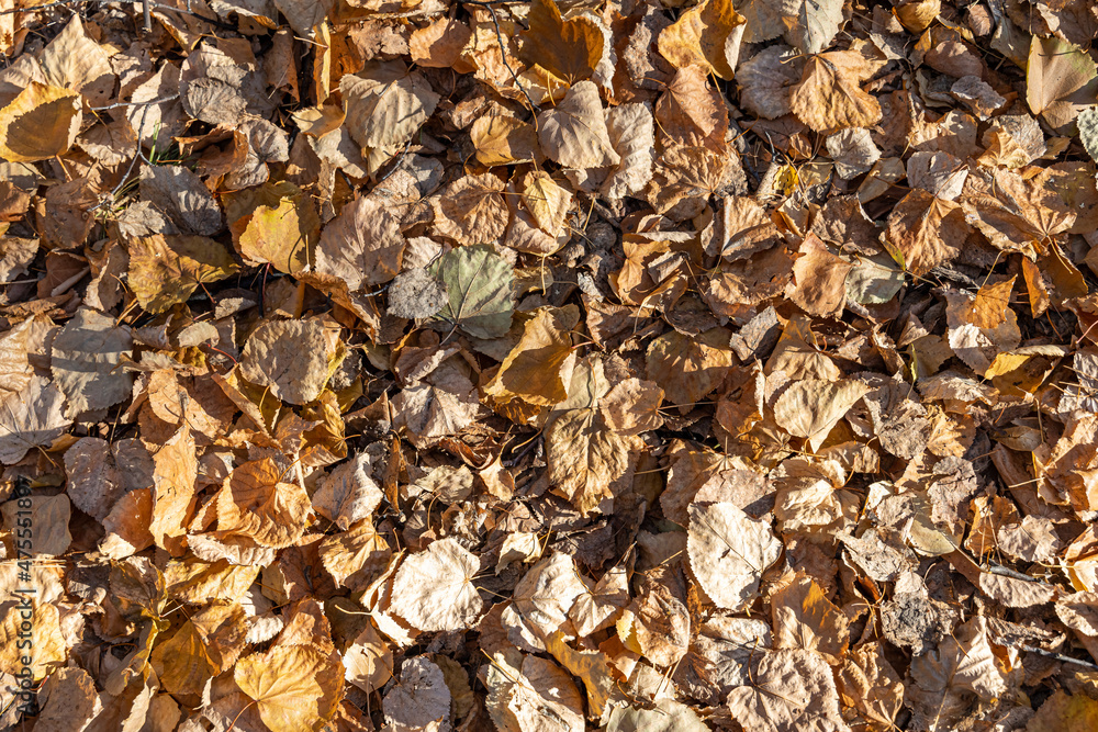 Beautiful texture of dry brown and yellow fall leaves is in the park