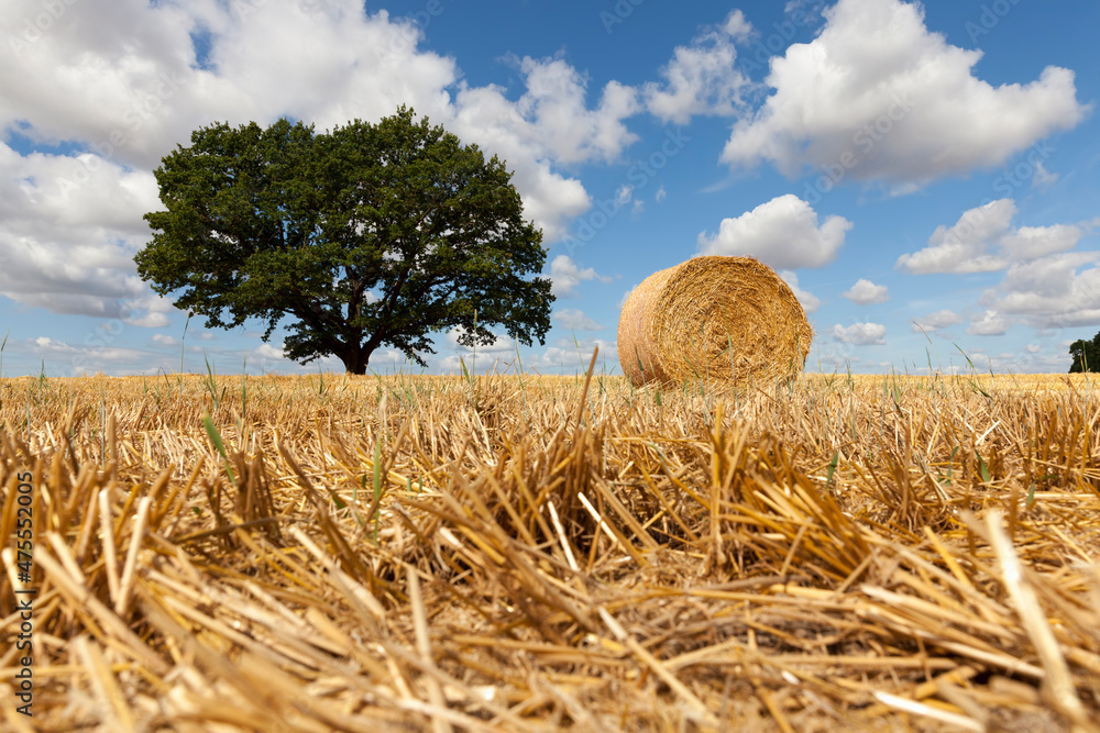 oak with green foliage growing in the middle of a field
