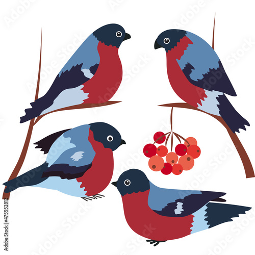 The bullfinch sits on a snow-covered rowan branch. Bullfinches set