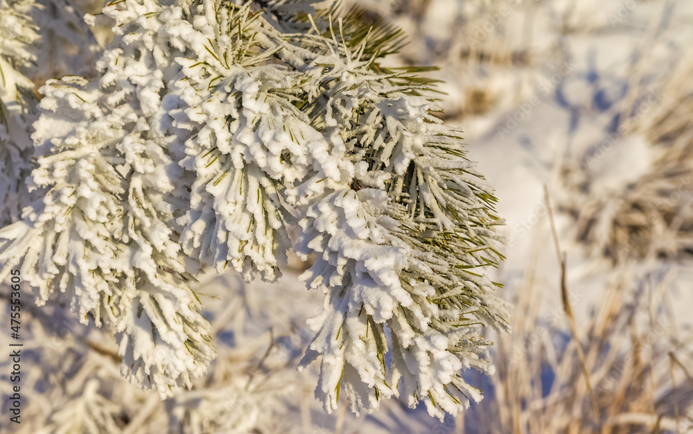Snow-covered pine branches on the mountainside close-up in winter Snow-covered pine branches on the mountainside close-up in winter