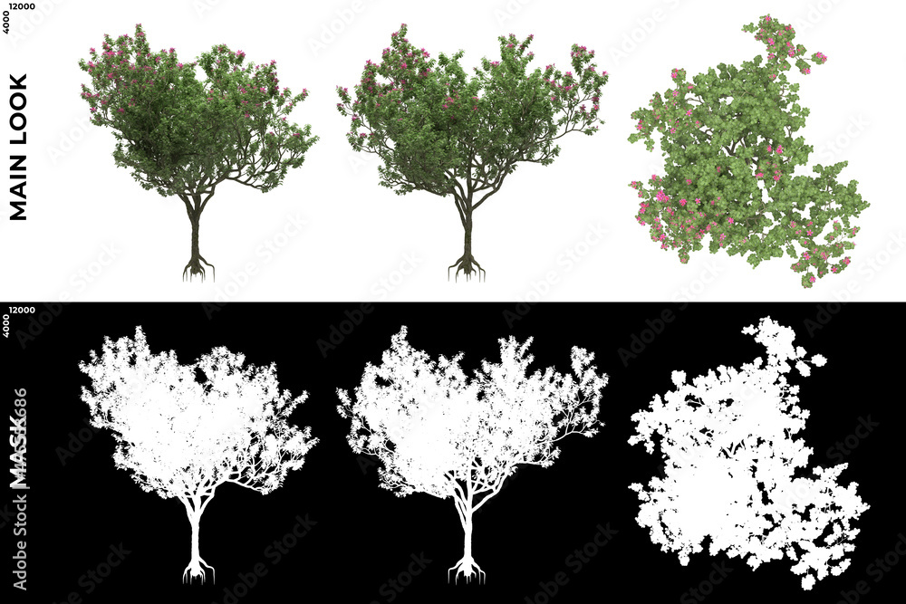 Obraz premium 3D Rendering of Front, Left and Top view of Trees (Bauhinia Blakeana) with alpha mask to cutout and PNG editing. Forest and Nature Compositing.