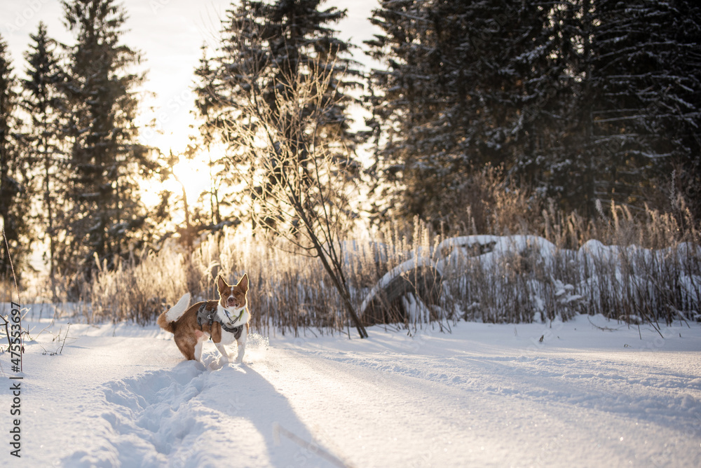 Dog and beautiful nature landscape in winter Dog and beautiful nature landscape in winter