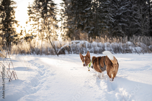 Dog and beautiful nature landscape in winter