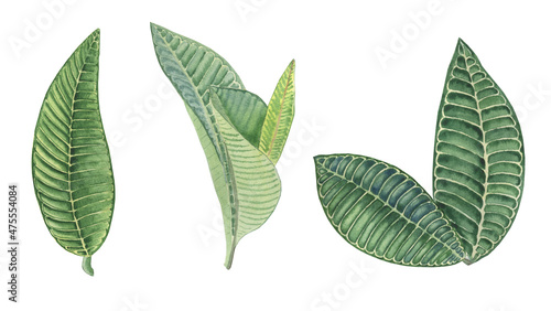 Green leaves frangipani watercolor clip art set. Botanical illustration of tropical leaves. Realistic drawing of plant exotic vegetation on an isolated background.