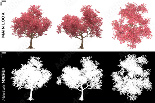 3D Rendering of Front, Left and Top view of Trees (Chorisia Speciosa) with alpha mask to cutout and PNG editing. Forest and Nature Compositing.