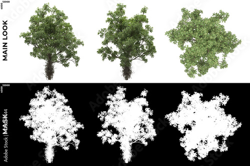 3D Rendering of Front, Left and Top view of Trees (Couroupita, Guianensis) with alpha mask to cutout and PNG editing. Forest and Nature Compositing.
