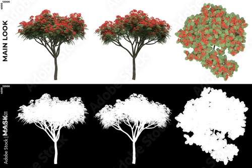 3D Rendering of Front, Left and Top view of Trees (Delonix Regia) with alpha mask to cutout and PNG editing. Forest and Nature Compositing. photo
