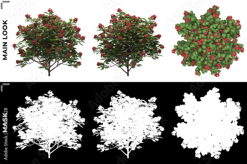 3D Rendering of Front, Left and Top view of Trees (Dombeya seminole) with alpha mask to cutout and PNG editing. Forest and Nature Compositing.