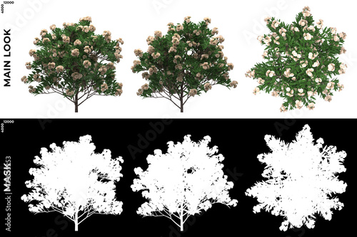 3D Rendering of Front, Left and Top view of Trees (Gardenia) with alpha mask to cutout and PNG editing. Forest and Nature Compositing.