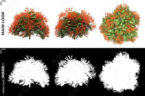 3D Rendering of Front, Left and Top view of Trees (Hamelia Patens) with alpha mask to cutout and PNG editing. Forest and Nature Compositing.
