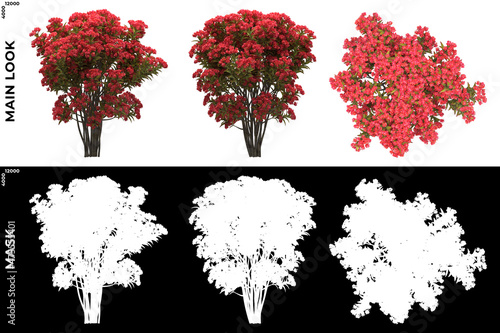 3D Rendering of Front, Left and Top view of Trees (Lagerstroemia indica) with alpha mask to cutout and PNG editing. Forest and Nature Compositing.