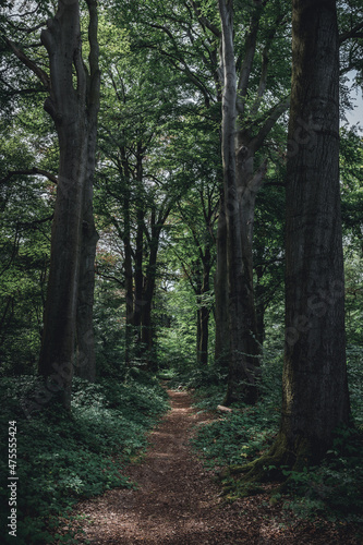 a tree in the vicinity with further textures of a forest in the background photographed during the day in bright sunshine in liedberg germany 