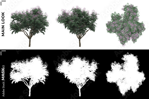 3D Rendering of Front, Left and Top view of Trees (Melia Azedara) with alpha mask to cutout and PNG editing. Forest and Nature Compositing. photo