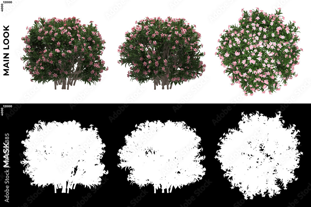 3D Rendering of Front, Left and Top view of Trees (Nerium, oleander) with alpha mask to cutout and PNG editing. Forest and Nature Compositing. 3D Rendering of Front, Left and Top view of Trees (Nerium, oleander) with alpha mask to cutout and PNG editing. Forest and Nature Compositing.