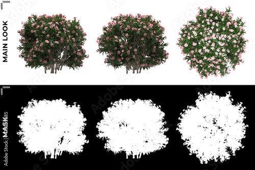 Vászonkép 3D Rendering of Front, Left and Top view of Trees (Nerium, oleander) with alpha mask to cutout and PNG editing
