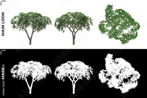 3D Rendering of Front, Left and Top view of Trees (Plumeria Obtusa) with alpha mask to cutout and PNG editing. Forest and Nature Compositing.