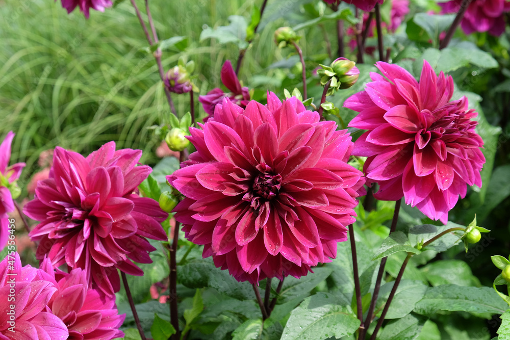 Fototapeta premium Purple decorative pinnate dahlia 'Thomas A Edison' in flower