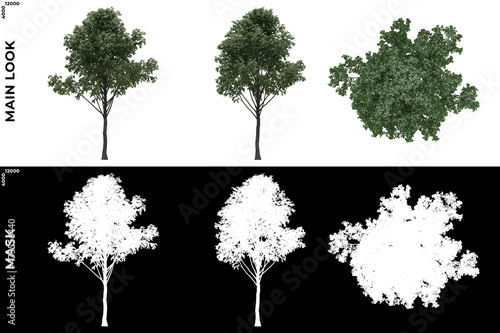 3D Rendering of Front, Left and Top view of Trees (Allamanda) with alpha mask to cutout and PNG editing. Forest and Nature Compositing.