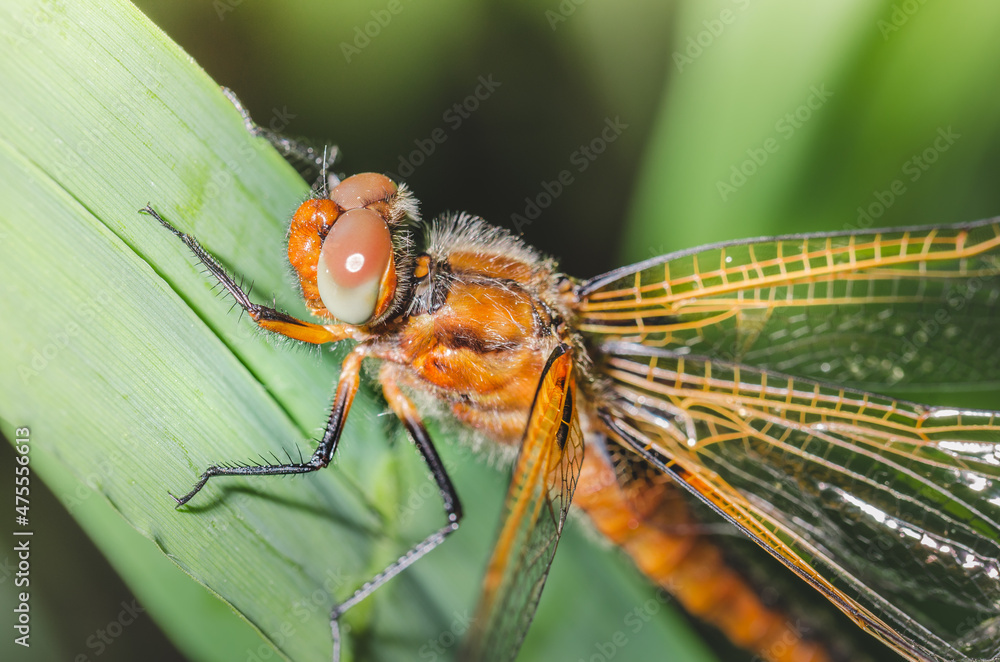dragonfly sits on a blade of green grass/dragonfly sits on green grass. Wild nature. dragonfly sits on a blade of green grass/dragonfly sits on green grass. Wild nature.