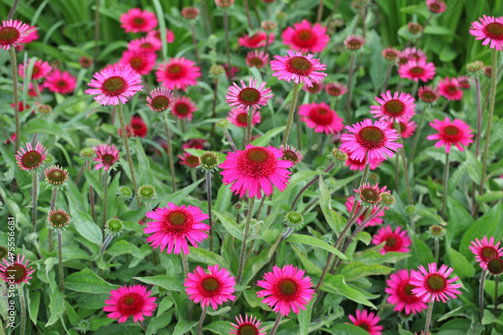 Pink Echinacea 'Delicious Candy' corn flower in flower during the summer months Pink Echinacea 'Delicious Candy' corn flower in flower during the summer months