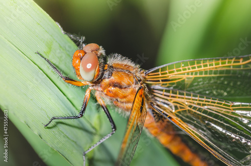 dragonfly sits on a blade of green grass/dragonfly sits on green grass. Wild nature.