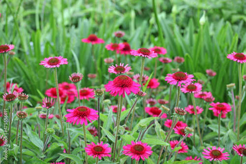 Pink Echinacea 'Delicious Candy' corn flower in flower during the summer months © Alexandra