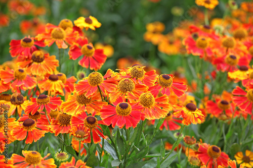 Helenium  Waltraut  sneezeweed in flower during the summer months...