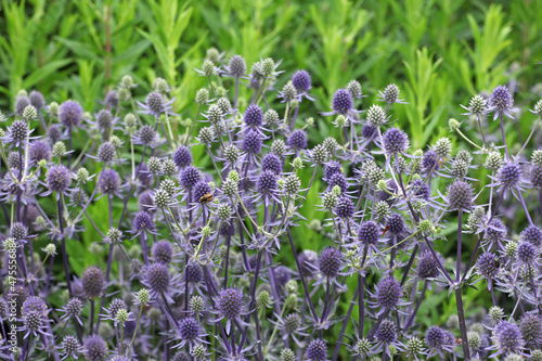 Mediterranean sea holly  Eryngium bourgatii   blooming in the sunlight..