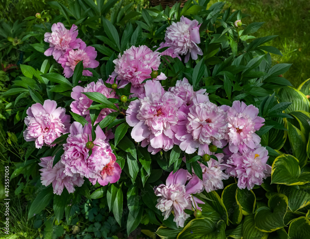 Flowers pink Peonies close-up on a background of greenery in summer Flowers pink Peonies close-up on a background of greenery in summer