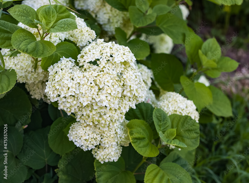 White Flowers Hydrangea tree-like close-up on a background of greenery in summer White Flowers Hydrangea tree-like close-up on a background of greenery in summer