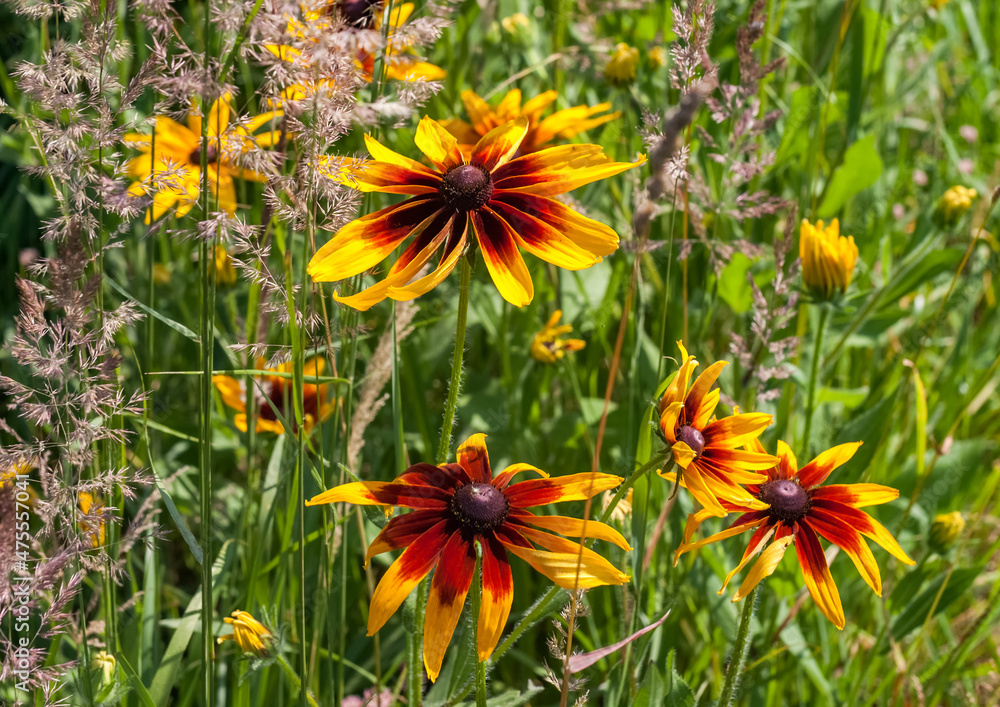 Yellow-brown Rudbeckia flowers close-up on a background of greenery in summer Yellow-brown Rudbeckia flowers close-up on a background of greenery in summer