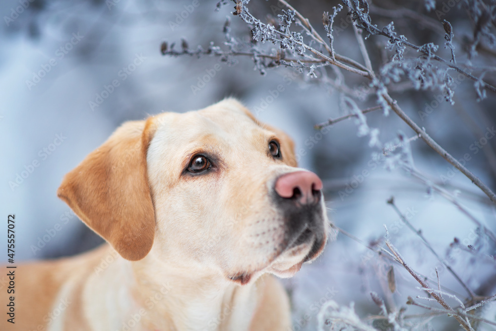 creamy dog Labrador retriever in winter