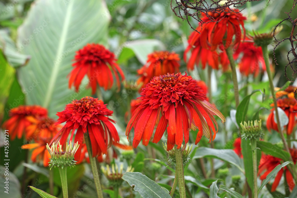 Echinacea purpurea double 'hot papaya' in flower Echinacea purpurea double 'hot papaya' in flower