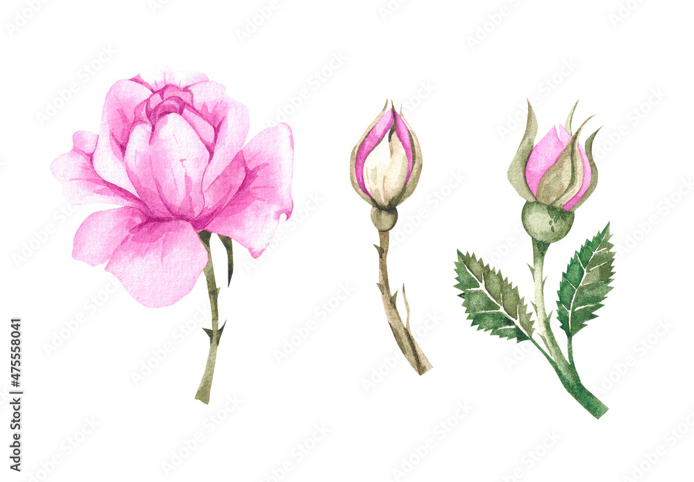 Watercolor pink set of roses and buds