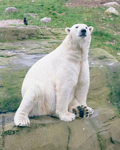 white polar bear © Nils