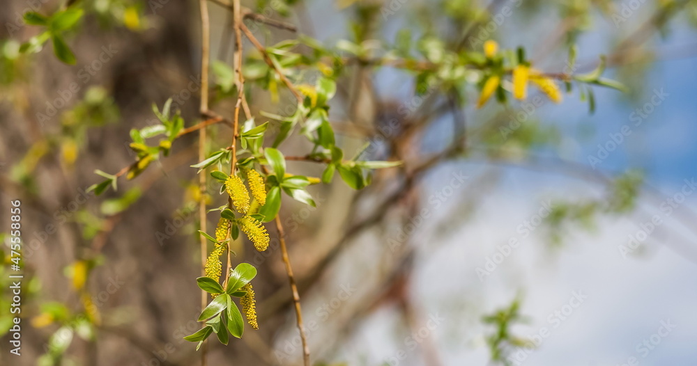 Young leaves and Young leaves and