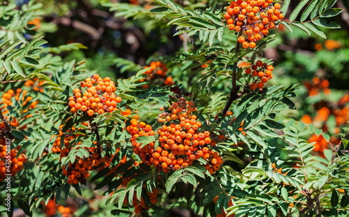 The fruits of the rowan tree on the branches and leaves close-up on the background of greenery in summer