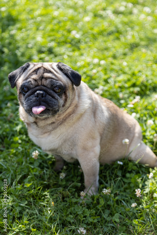 A pug sits on a meadow and watches the area