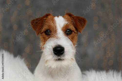 Wire Haired Jack Russell Terrier puppy as christmas present for children concept. Rough coated pup on sheepskin rug, festive bokeh lights glowing on the background. Close up, copy space.