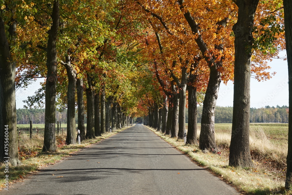 Eine Allee im Herbst irgendwo in Brandenburg