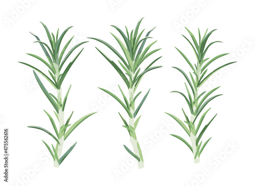 Set twigs, leafs. Designer design elements. Vector illustration isolated on white background.