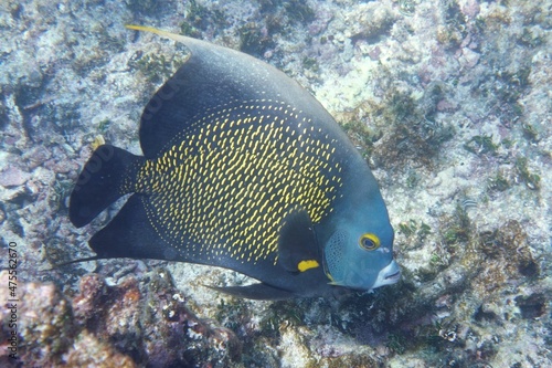 Pomacanthus paru, gallineta negra, French angelfish in Tulum, Quintana Roo, Mexico