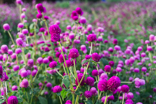Globe Amaranth or Bachelor Button flower garden. Wild purple flower nature in garden  purple Globe Amaranth background