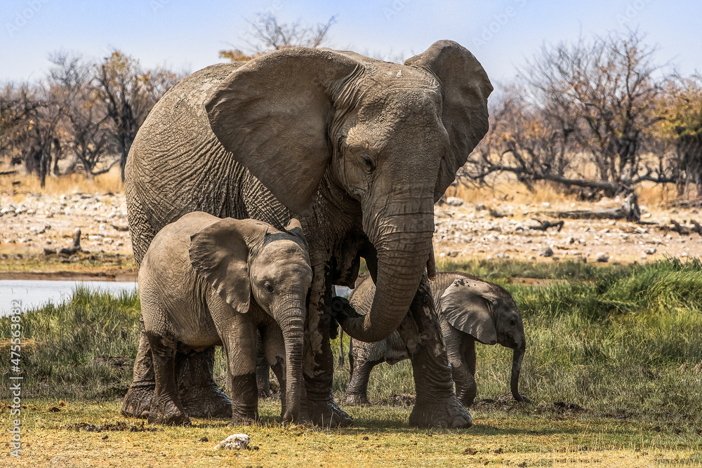 Fototapeta premium Elefant