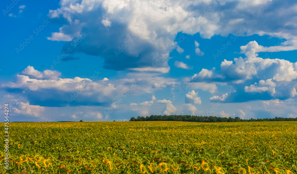 Obraz premium A field with a sunflower on the background of a blue sky with white clouds in summer